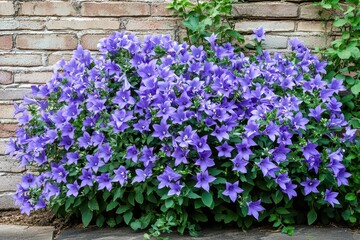 Dogtooth violet Erythronium dens canis is a late winter to early spring lily family plant featuring lilac blossoms ovate or lanceolate leaves and a white bulb