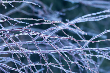 Ice coated branches after freezing rain on a winter day in Estonia, Northern Europe