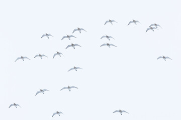 Fototapeta premium A flock of Common curlews flying in a cloudy sky during spring migration in rural Estonia, Northern Europe