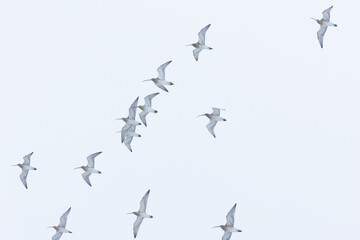 A flock of Common curlews flying in a cloudy sky during spring migration in rural Estonia, Northern Europe