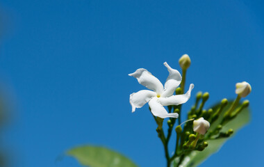 White Sampaguita Jasmine Orang Jessamine, China Box Tree, Andaman Satinwood, Chinese Box-wood. The flower petals are beautiful, the Buddhists used to worship the Buddha. Flowers of faith
