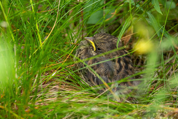 A Yellowhammer fledging standing still and hiding in grass during a breeding season in Estonia, Northern Europe