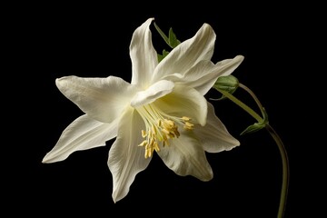High resolution image of a columbine flower