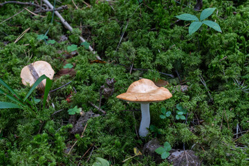 Sweet tooth mushroom fruit body growing in a late summer boreal forest in Estonia, Northern Europe