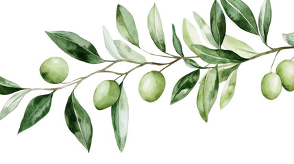 Olive branch with leaves, transparent background
