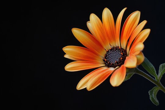 Isolated dimorphotheca ecklonis flower