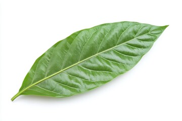 Obraz premium Isolated tropical leaf on white