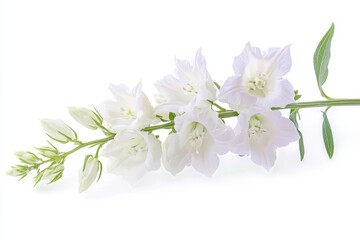 Isolated white Delphinium flower on white background