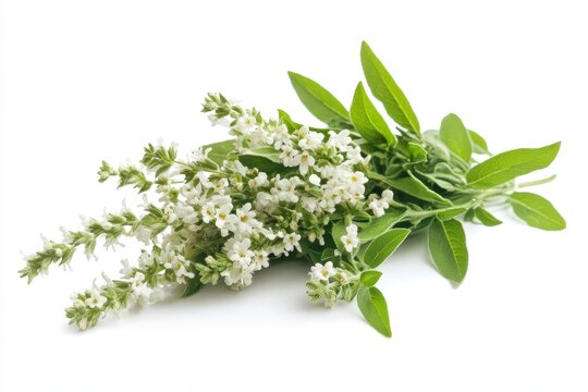 isolated white background of lemon verbena