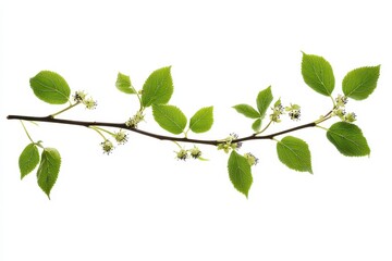Obraz premium Isolated young elderberries and leaves on a white background European black elderberry
