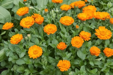 Laborer in safety gear climbing a ladder