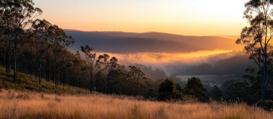 Golden sunrise over misty valley landscape with trees and tall grass.