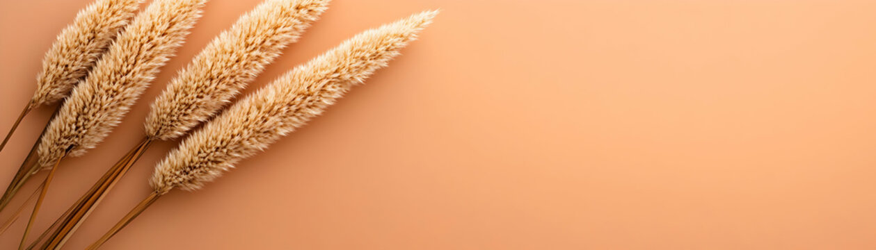 Fototapeta Dried Pampas Grass on Peach Background, Autumnal Decor, Soft Hues, Natural Elements,  Minimalist Aesthetic, Elegant Design,  Simple Composition, Earthy Tones, Fall Vibes, Boho Styl