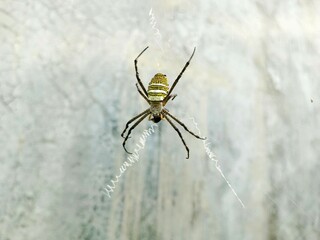 spider on a web