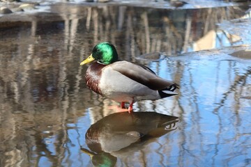 A male duck in a creek, Boulder, Colorado