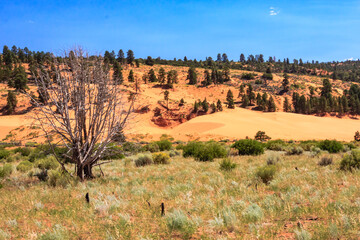 A barren desert landscape with a lone tree in the foreground