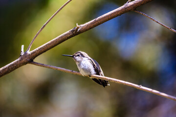 A hummingbird is perched on a branch