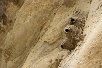 Obraz premium Weird shaped mud nests of swallows on the wall of the cliff.