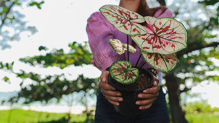 Woman Holding Potted Caladium Plant Outdoors in Bright Sunlight Near a Natural Setting