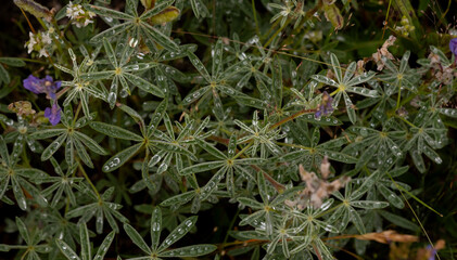 Water Drops Rest on Leaves of Lupine Flowers in Yellowstone