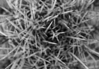 White Spines Of Cactus Turn To Dark Gray On The Tips