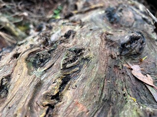close up trees of lilydale falls