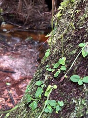 leafy tree