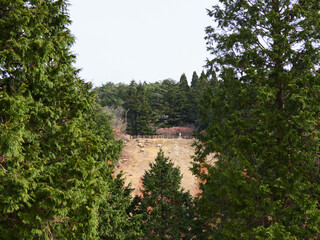 神戸市の六甲山牧場の可愛い羊の放牧の風景