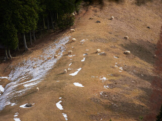神戸市の六甲山牧場の可愛い羊の放牧の風景