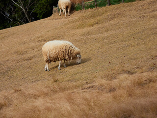神戸市の六甲山牧場の可愛い羊の放牧の風景
