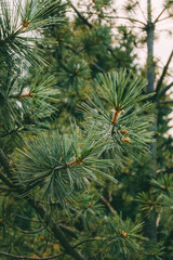 Close-up of vibrant pine needles with visible textures and fine details. Great for natural patterns or eco-themed designs.