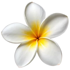 Selbstklebende Fototapeten A single plumeria flower with five white petals and a soft yellow center, isolated on a transparent background, PNG file, featuring realistic shading and smooth gradients for versatile digital use © Seek