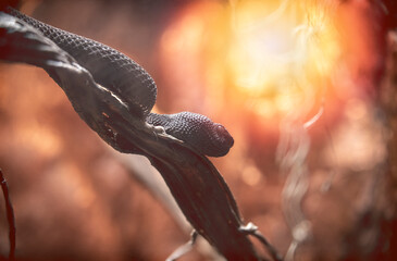 Mangrove vipers live in South Asia and will strike at any threat