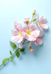 Fototapeta premium Top view image of delicate lisianthus flowers over pastel blue background, isometry, with white tones