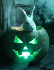 AI generated image of a pet bunny rabbit sitting inside a Halloween jack o’lantern.
