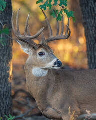 White-tailed Deer Buck in the Wichita Mountains