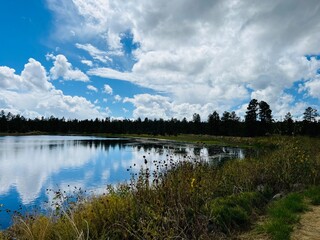 lake in the forest