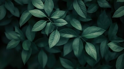 Fototapeta premium Green leaves with a mood of serenity and calmness