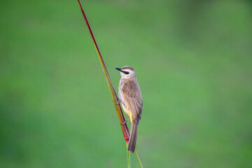 A yellow-vented bulbul perching on a stem. Photographed in the western part of Singapore.