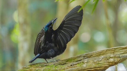 rear view of a victoria's riflebird raising its wings in a courtship display at lake eacham in nth qld, australia