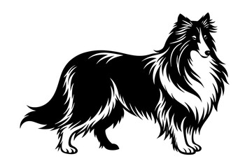 Silhouette of a Rough Collie with Luxurious Flowing Mane