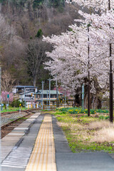 Japanese Cherry Blossom or Sakura and natural rural country  train staion with blue sky day in Iwate, Japan