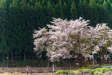 Japanese Cherry Blossom or Sakura and natural rural country  train staion with blue sky day in...