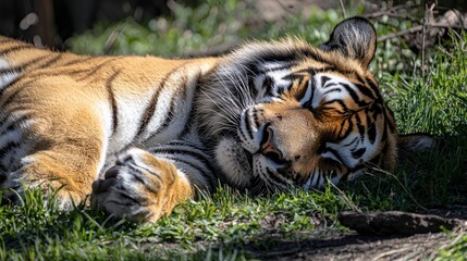 Obraz premium A Sleeping Tiger Resting Peacefully In The Grass
