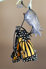 Monarch butterfly emerging from it's chrysalis.