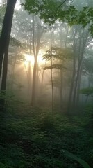 Sunbeams Illuminate Misty Forest Trees And Undergrowth