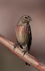 Male linnet perched on dry branch of tree. Beautiful songbirds. Bird with brown, black, white and red colours. Birds in natural environment. Linnet with curious look. Linaria cannabina.