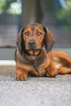 Alpenl&auml;ndische Dachsbracke in Aktion &ndash; Jagdhund mit Charakter