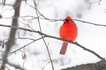 Male northern cardinal (Cardinalis cardinalis) in winter