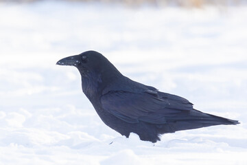 Obraz premium common raven or northern raven (Corvus corax) in winter